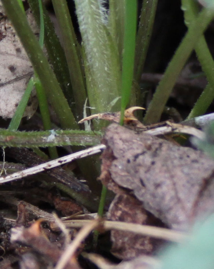 Viola alba Besser subsp. dehnhardtii (Ten.) W. Becker